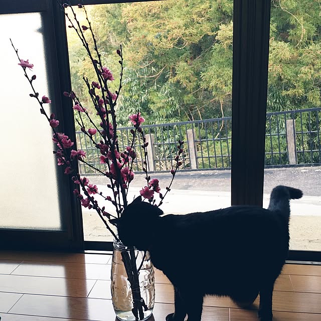 hana.1321jpさんの実例写真
