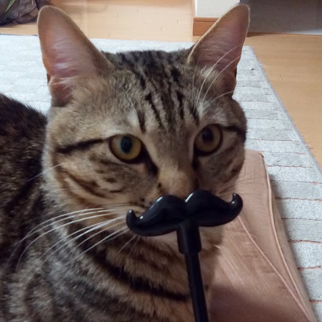 baronkotarouさんの実例写真