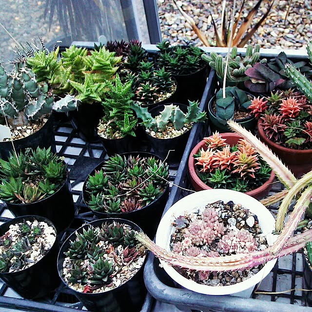 Plantexhibitionhallさんの実例写真