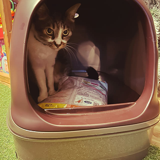 muupoupepeさんの部屋