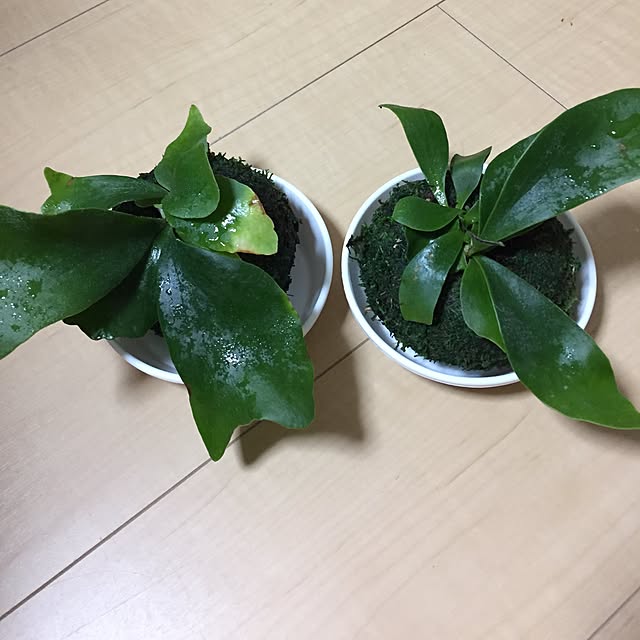 emiさんの実例写真