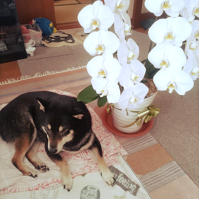 tsutawarimasuさんの実例写真