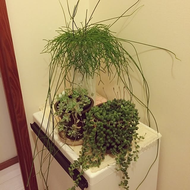 scabiosa1982さんの実例写真