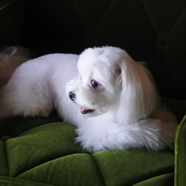 akanegumoさんの実例写真