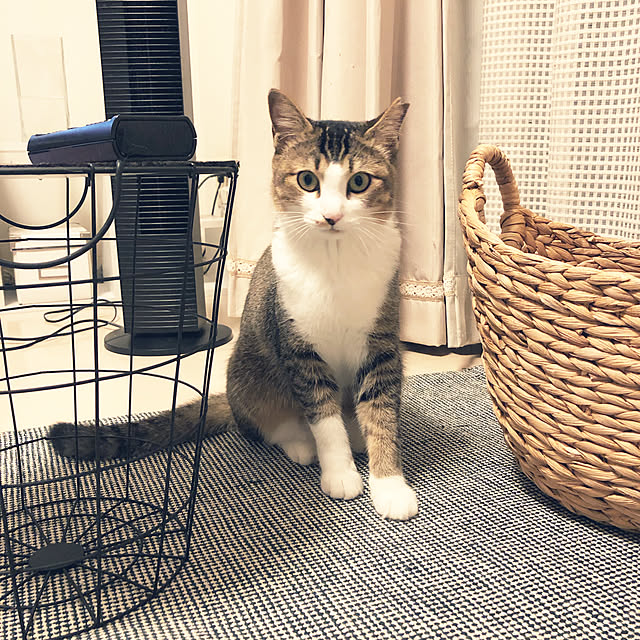 nekomiさんの実例写真