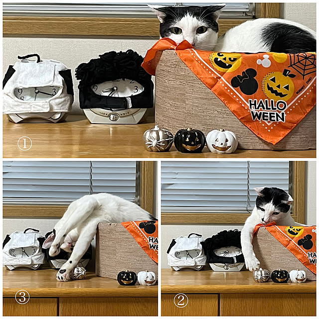 nobikoさんの実例写真