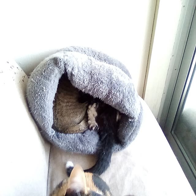 catloveさんの部屋