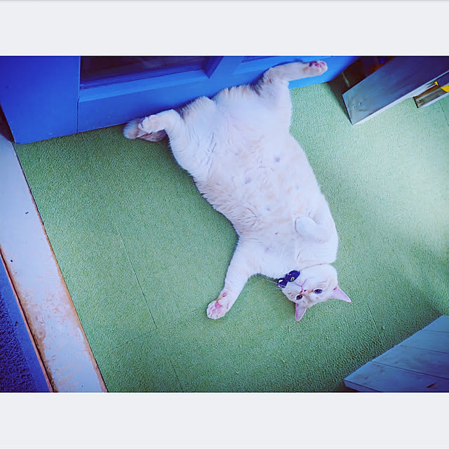 mntcさんの実例写真