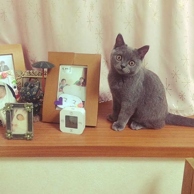 Shojiさんの実例写真