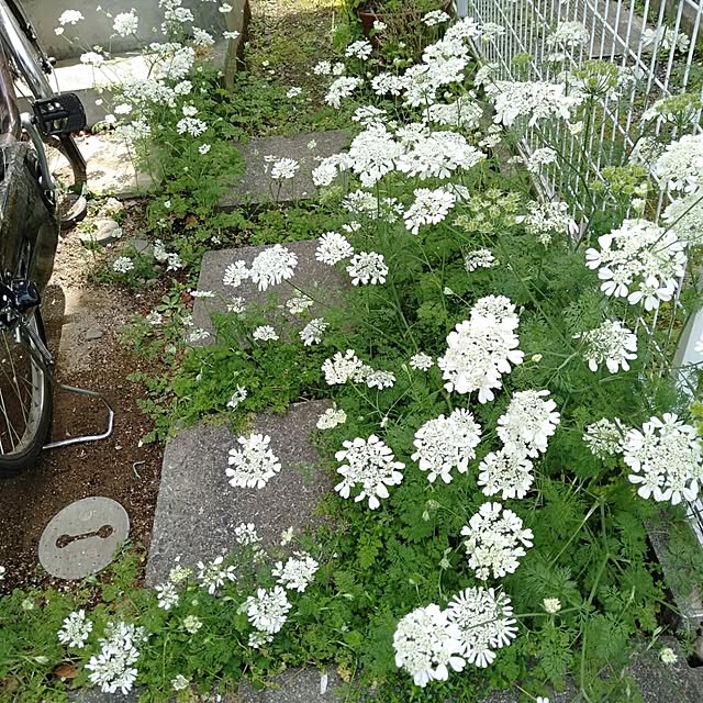 showさんの部屋