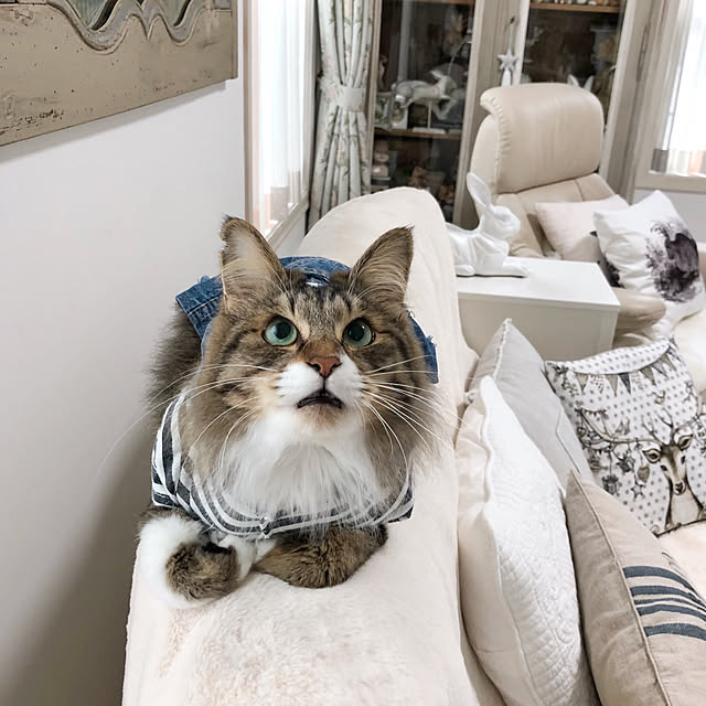 yuchiさんの実例写真