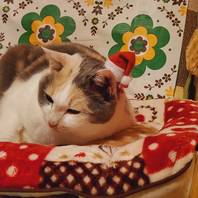 kumutanさんの部屋