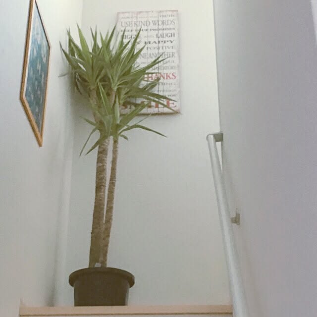 yokkochanさんの実例写真