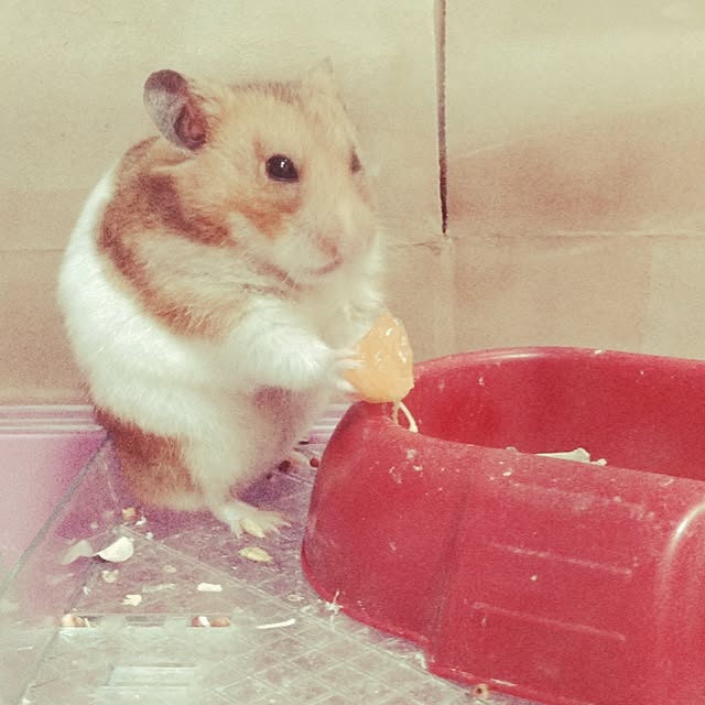 yufullfullさんの実例写真