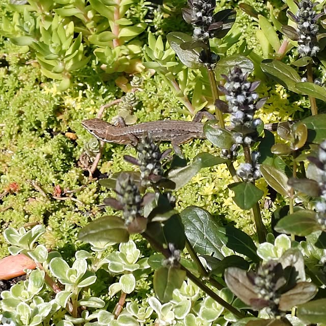 coconathuさんの部屋