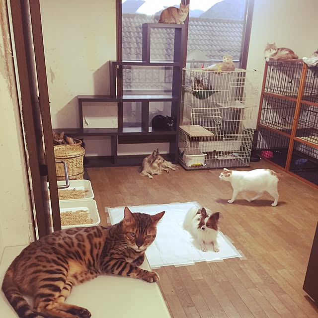 Chihoさんの実例写真