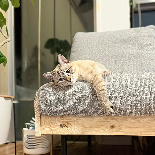 amさんの実例写真