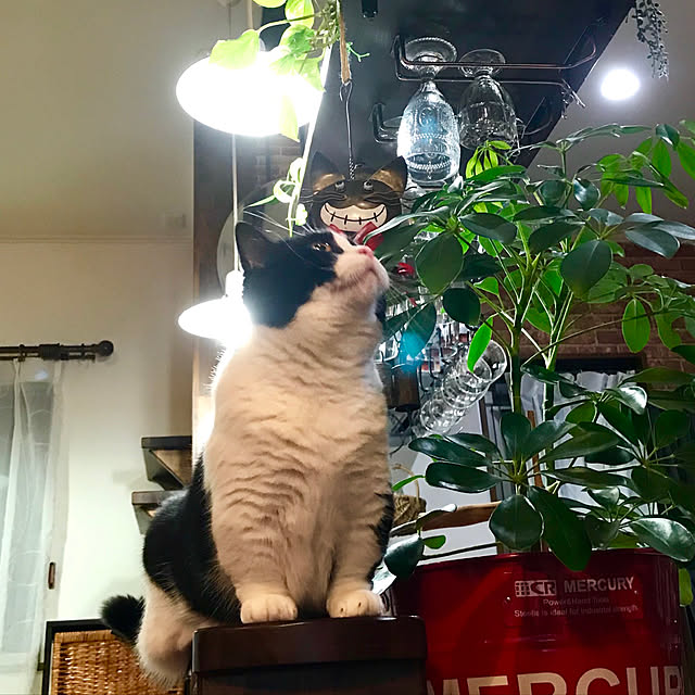 butachanさんの実例写真