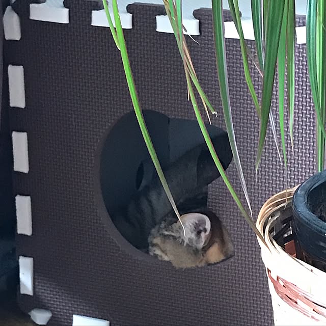 minakodeenさんの実例写真