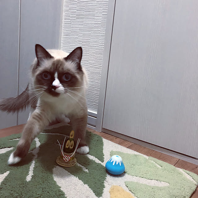 gomaさんの部屋
