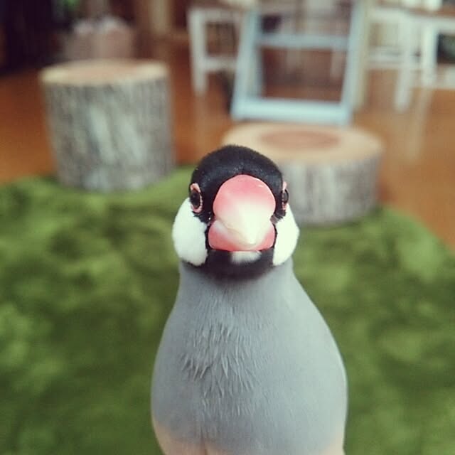 miiさんの実例写真
