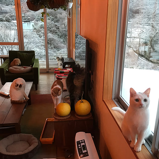 sakurasakuさんの実例写真