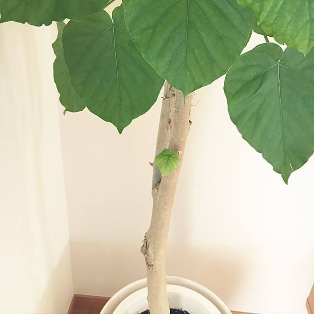 nanachanmamaさんの実例写真