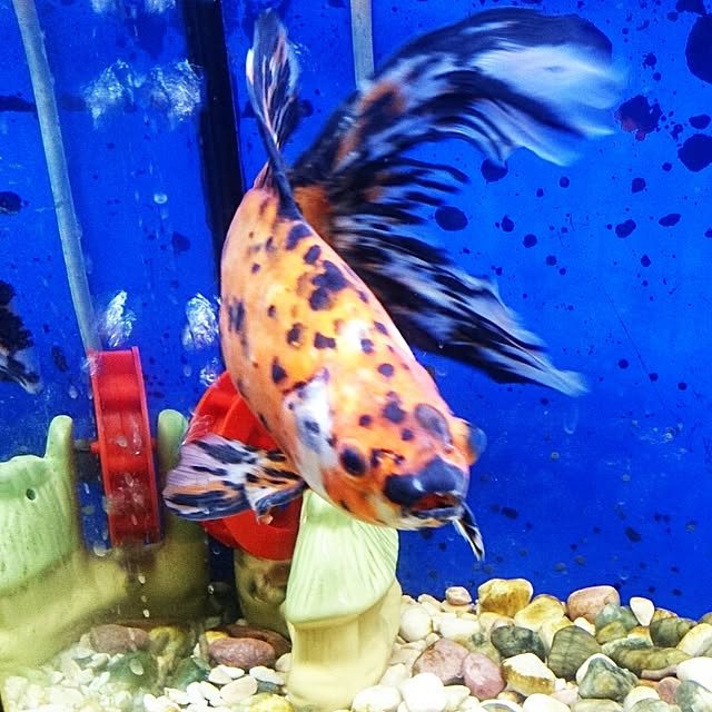 ah1123さんの実例写真
