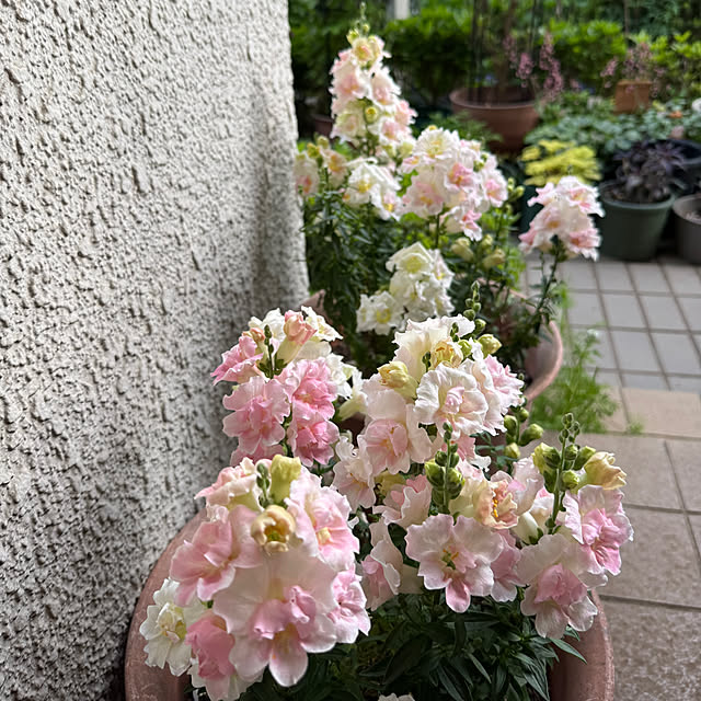 mamizaさんの実例写真