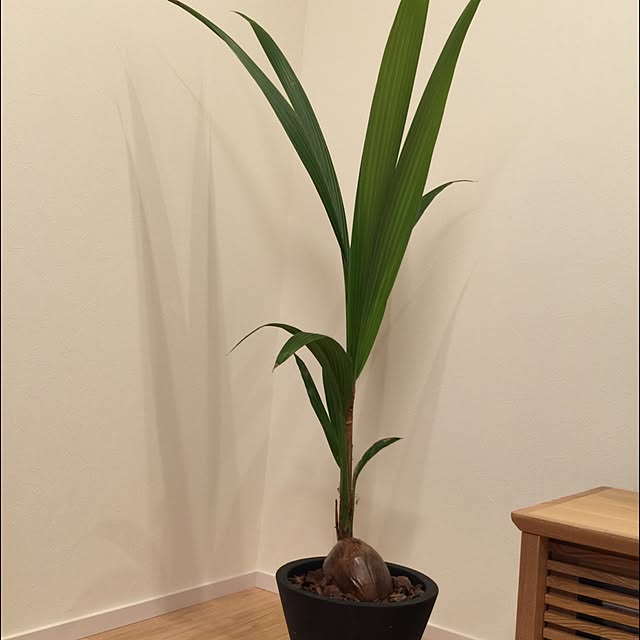 リビング/観葉植物のインテリア実例 - 2015-06-28 19:10:23