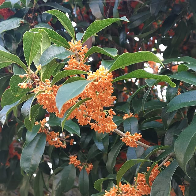 salacocoさんの部屋