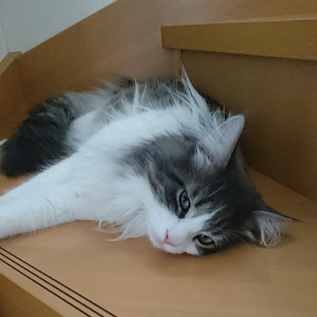 shinobuさんの実例写真