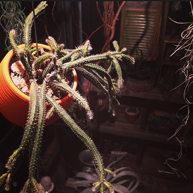 edenさんの実例写真