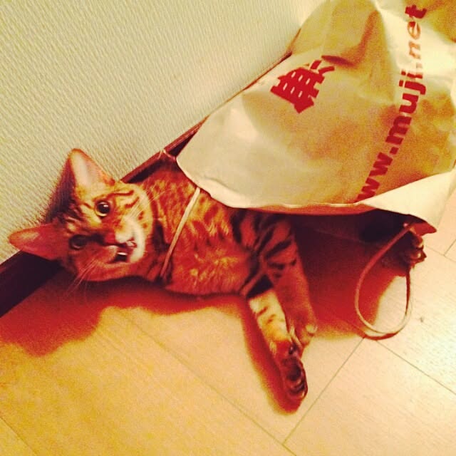 Rabbitさんの実例写真