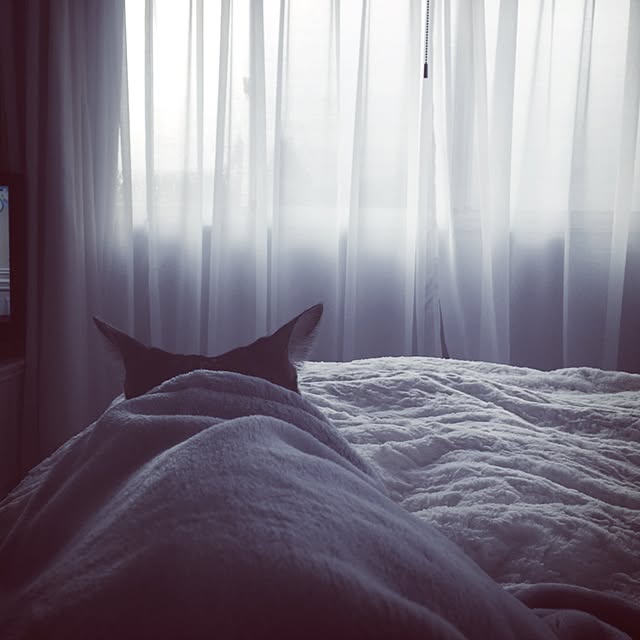 Shihoさんの実例写真
