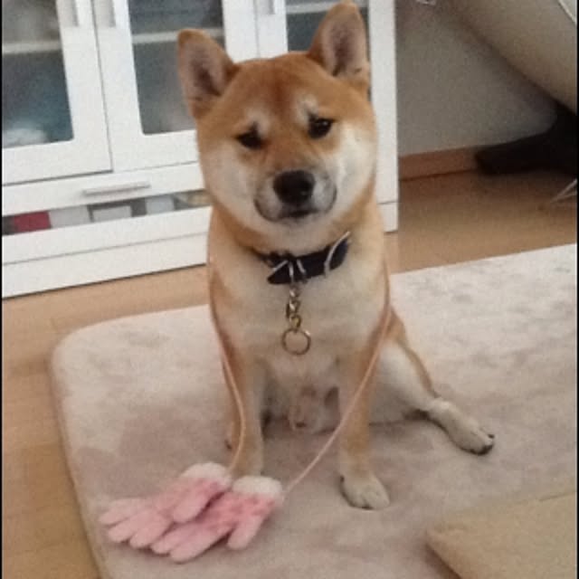 kotaさんの実例写真