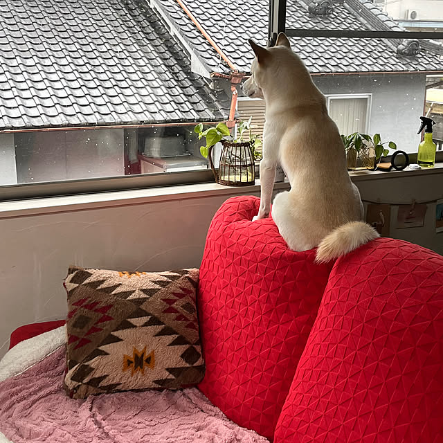 Toyomiさんの実例写真