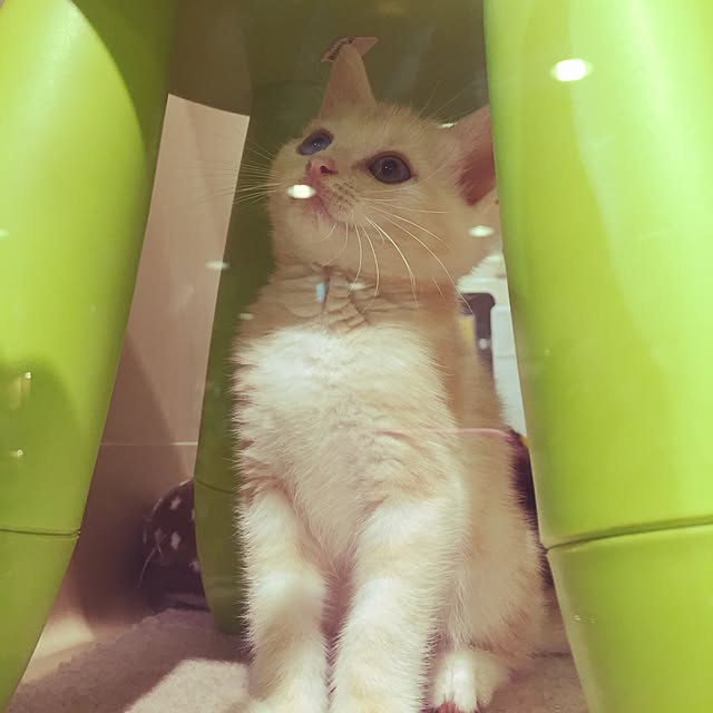 hiyupan88さんの実例写真
