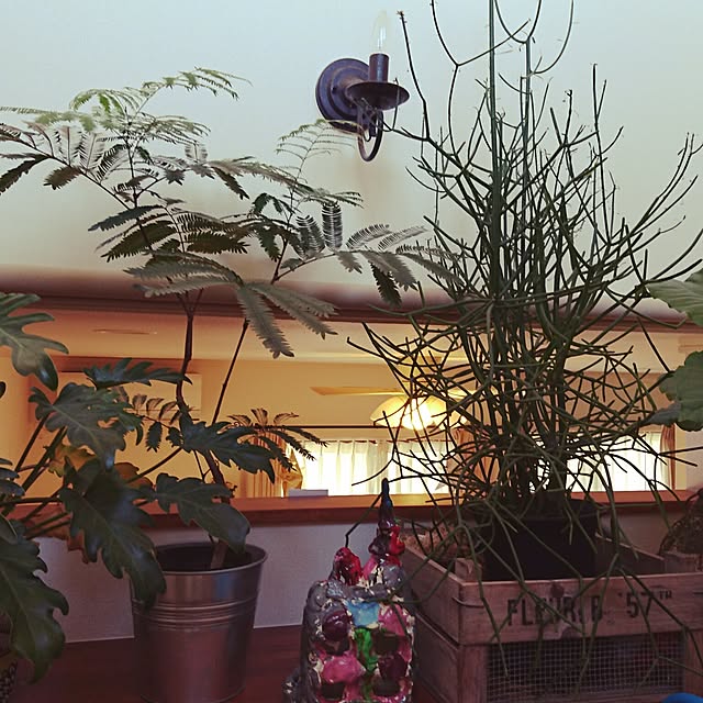 kaoさんの実例写真