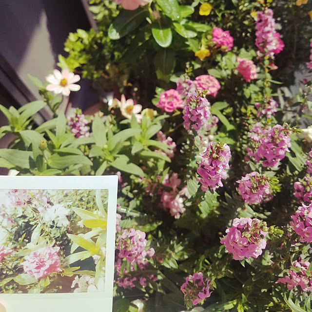 marikaさんの実例写真