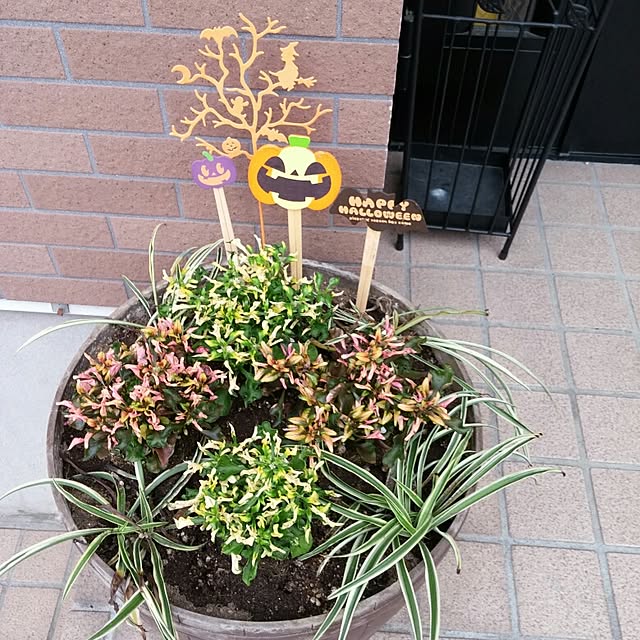 実例写真