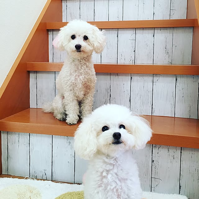 kanondogさんの実例写真