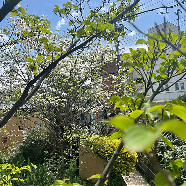 kuikoさんの実例写真