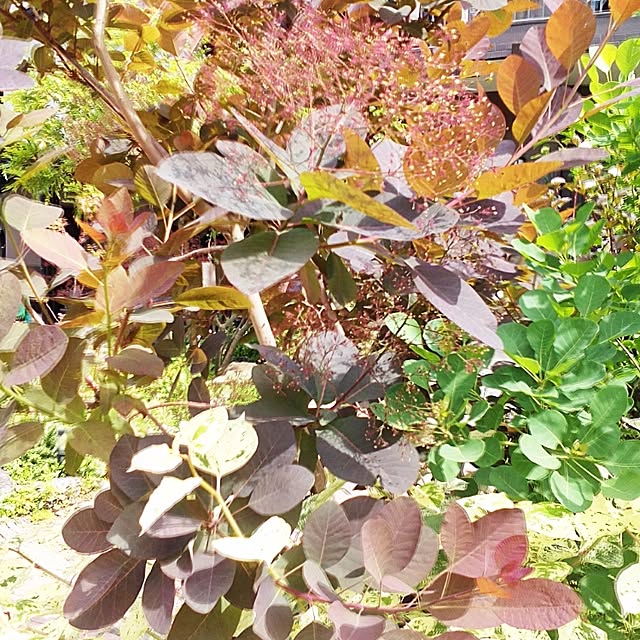 shusen.miyaさんの実例写真