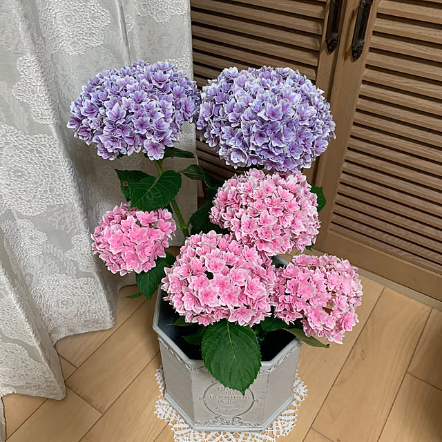 maayaさんの部屋
