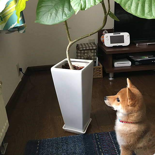 tanyuumoさんの実例写真