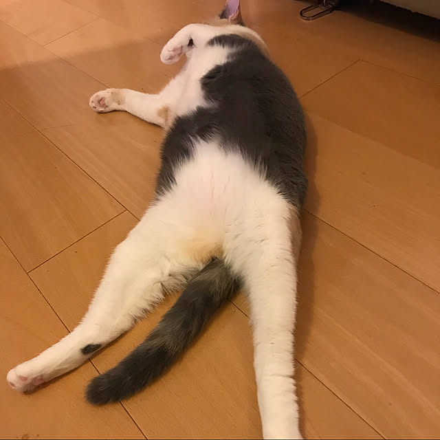 mi-mi-373さんの実例写真