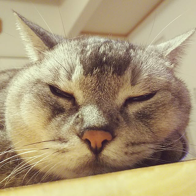 tamacharouさんの実例写真
