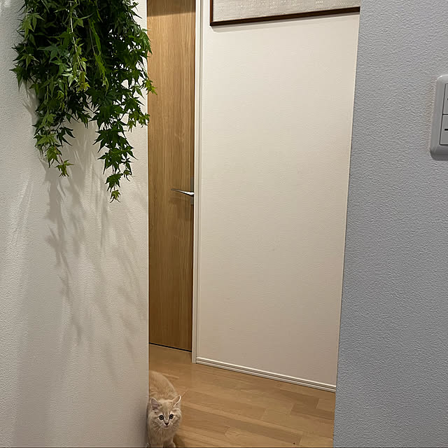 cckさんの実例写真