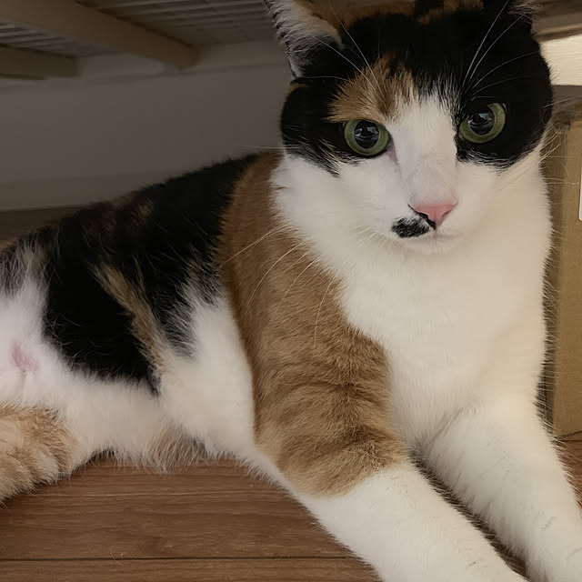 tanucatさんの実例写真